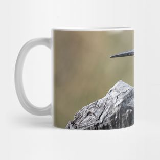 Pied Kingfisher Mug